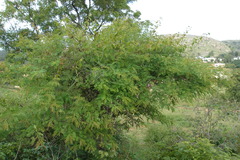 Acacia ferruginea
